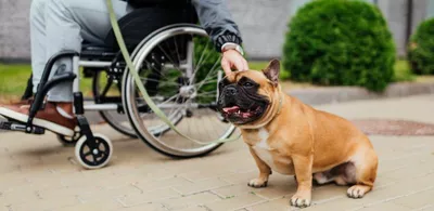 En hund står ved siden av en person i rullestol. Foto